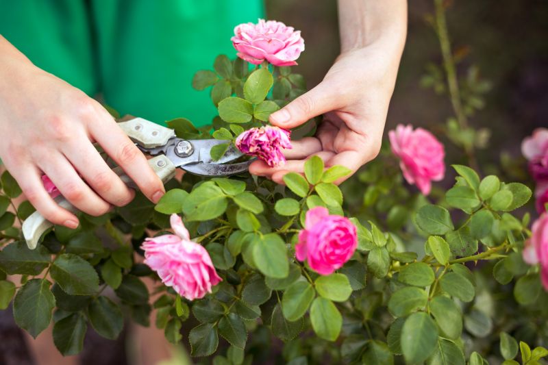 Rose Bush Trimming