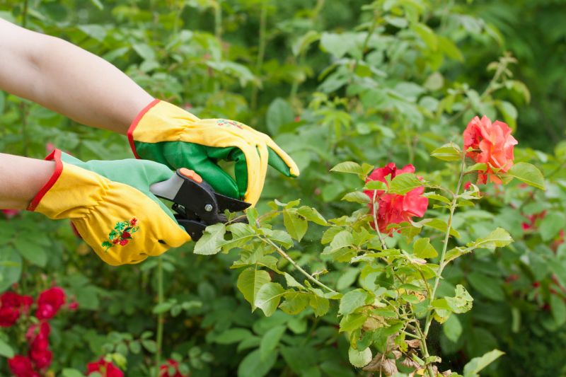Rose Bush Trimming