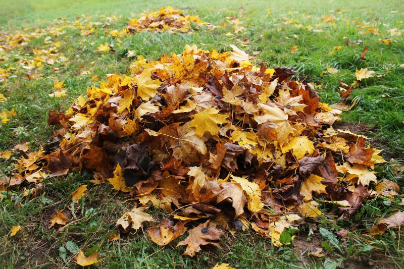 Fall Leaf Cleanup Process