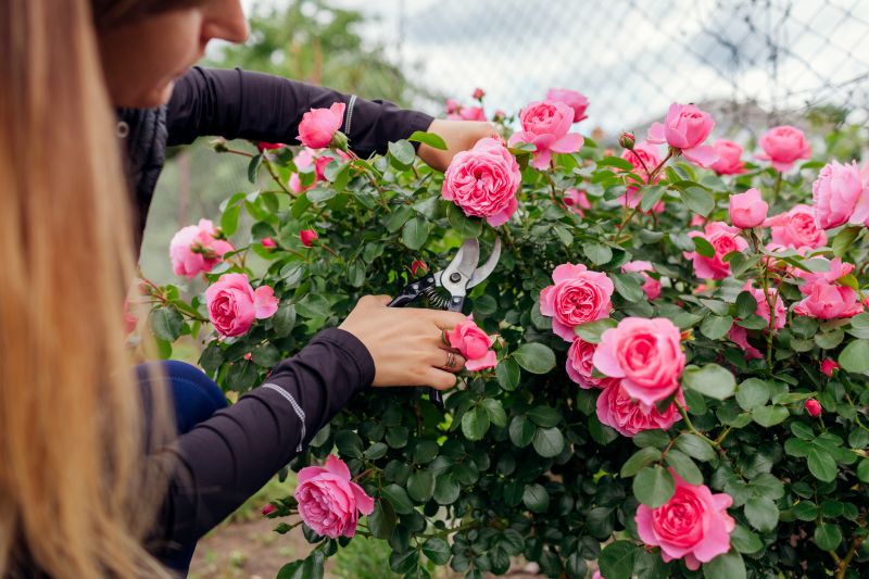 Rose Bush Trimming