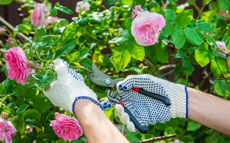 Close-up of Pruned Rose Bush