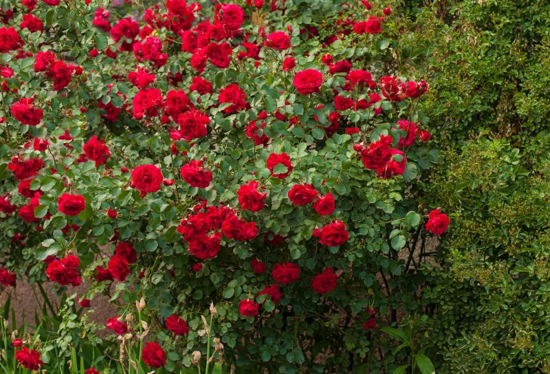 Healthy Rose Bush in Bloom