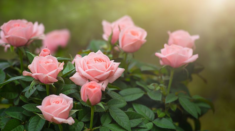 Control The Size and Shape By Getting Rose Bush Trimming Service!