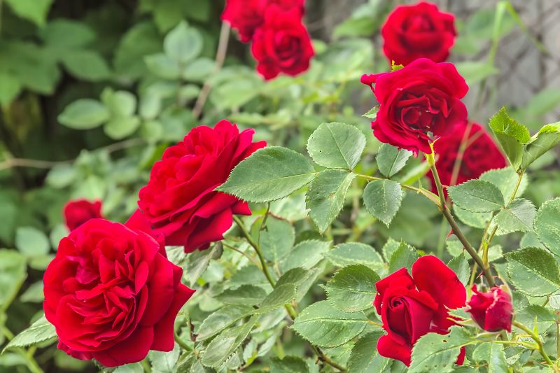 Enhance The Aesthetic Appeal of Your Rose Bushes By getting Professional Trimming!