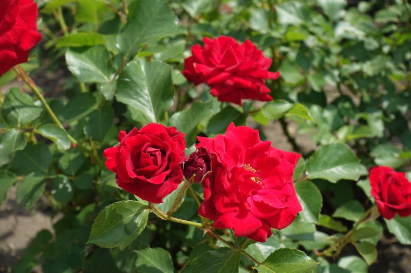 Get Rose Bush Trimming To Prevent Diseases and Pests!