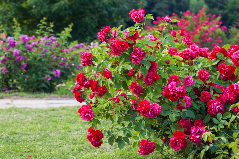 Promote Healthier Growth By Getting Rose Bushes Professionally Trimmed!