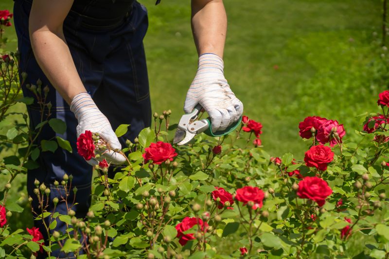 Local Rose Bush Trimming pros at work